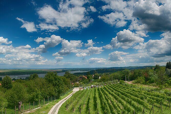 Natural wine tasting with great views - The 2-hour flow: vineyard walk, cellar look, then tasting mode